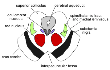 Diagram of the midbrain, sectioned at the level of the superior colliculus