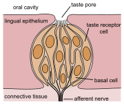 schematic drawing of a taste bud