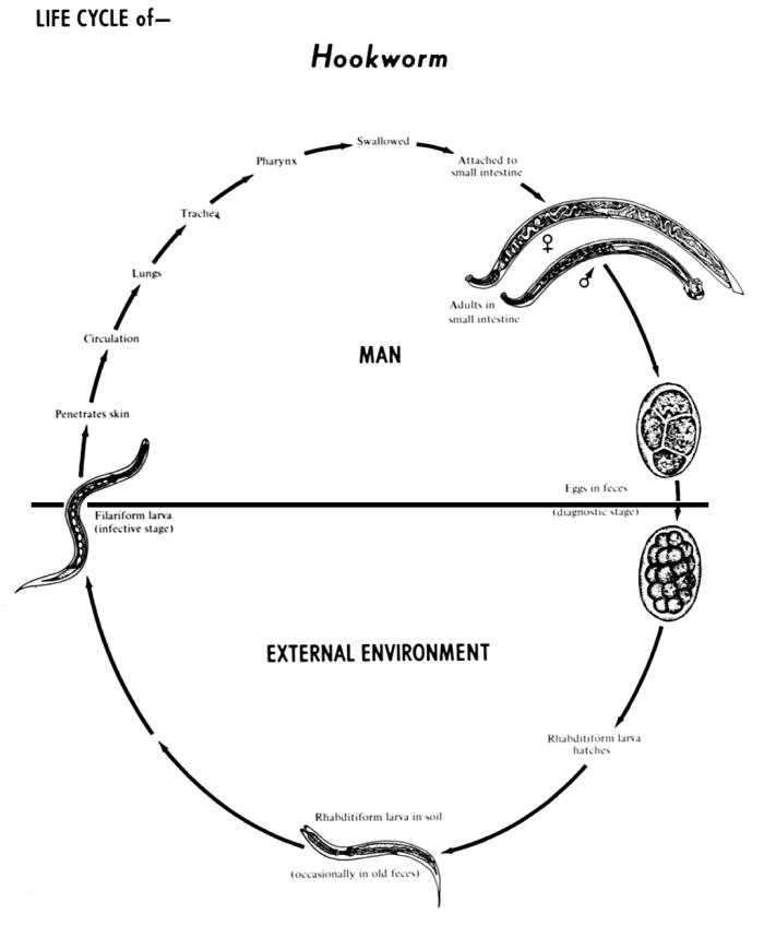 Human hookworm lifecycle. From Public Health Image Library (PHIL). [9]