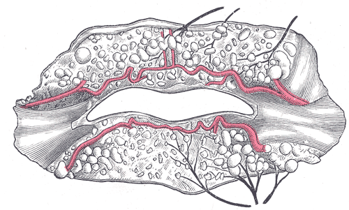 The labial coronary arteries, etc.