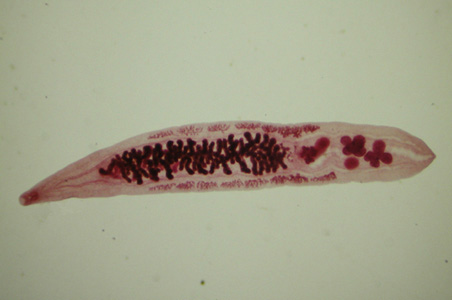 Adult of O. viverrini. Image courtesy of the Web Atlas of Medical Parasitology and the Korean Society for Parasitology. Adapted from CDC