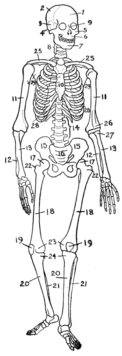 human skeleton skull. In the skull (8):