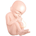 Fetus at 18 weeks after fertilization[14]
