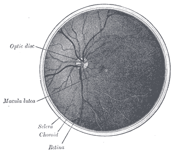 The interior of the posterior half of the left eyeball.