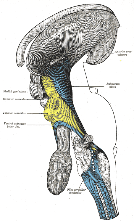 Deep dissection of brain-stem. Lateral view.
