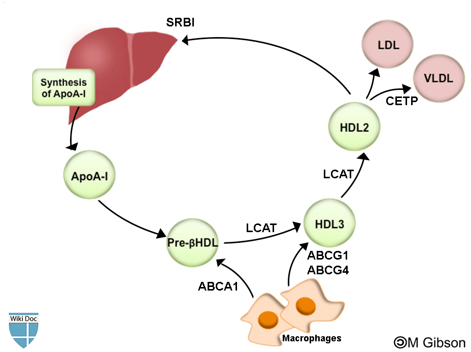 HDL metabolism
