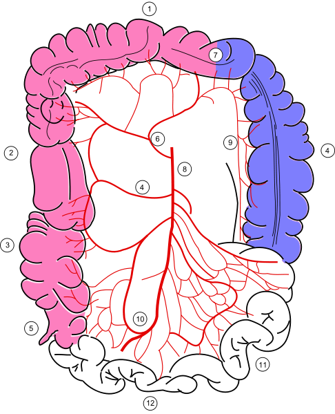 Colonic blood supply.png