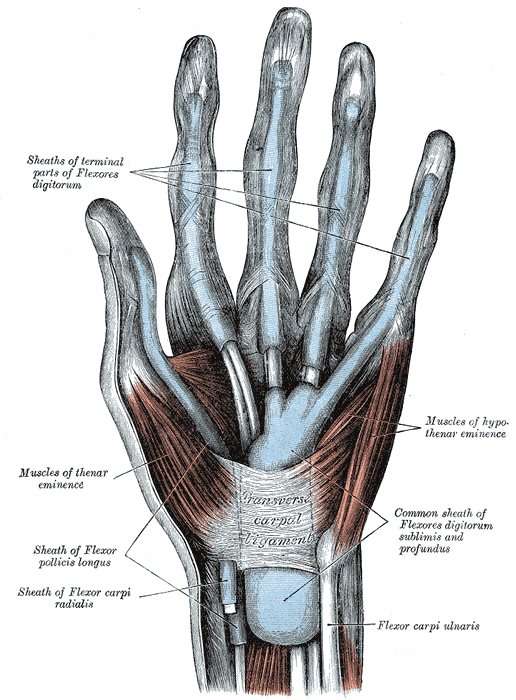 The mucous sheaths of the tendons on the front of the wrist and digits.