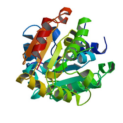 File:PBB Protein IL1RAPL1 image.jpg