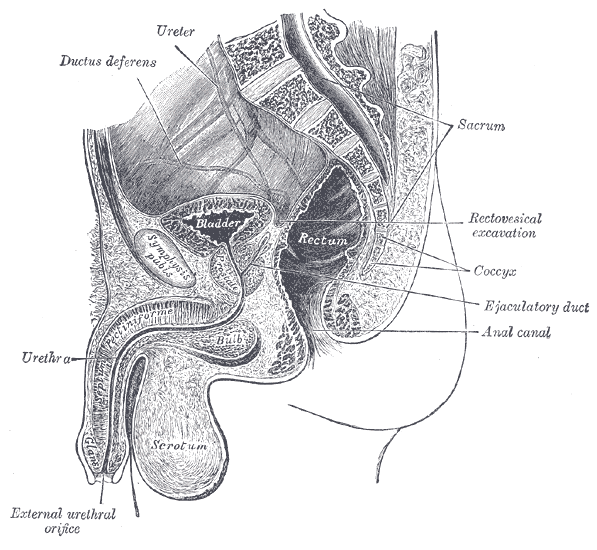 Median sagitta section of male pelvis.