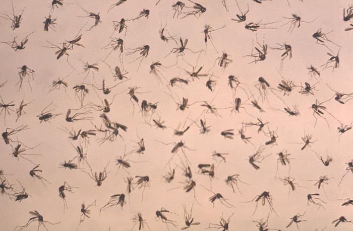 Image depicts a uniformly-scattered grouping of deceased mosquitoes, about to undergo a laboratory analysis in order to determine the species specific distribution within this collected population. From Public Health Image Library (PHIL). [1]