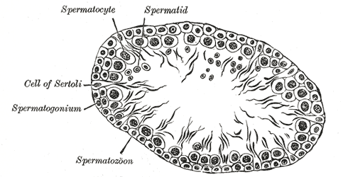 Transverse section of a tubule of the testis of a rat. X 250.