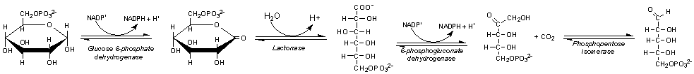 Oxidative phase of pentose phosphate pathway
