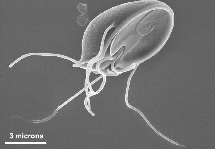 SEM depicts the ventral surface of a Giardia muris trophozoite. From Public Health Image Library (PHIL). [1]