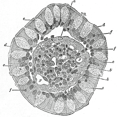 Transverse section of a villus, from the human intestine. X 350.