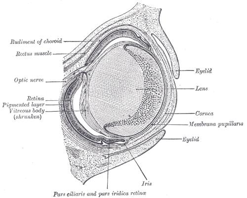 Horizontal section through the eye of an eighteen days’ embryo rabbit. X 30.