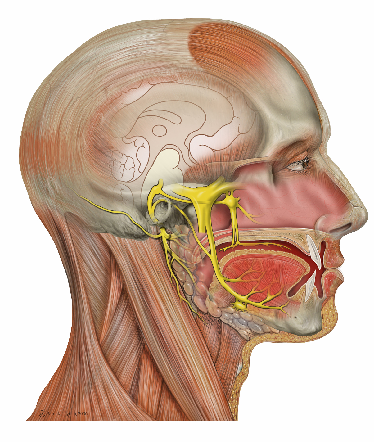 Trigeminal nerve - wikidoc