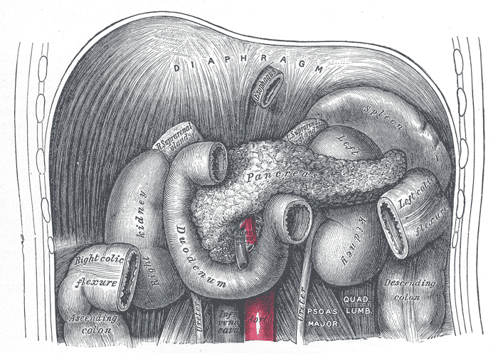 The duodenum and pancreas.