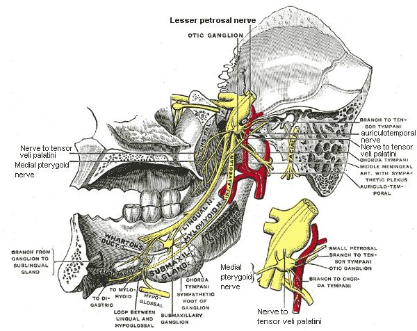 Mandibular nerve - wikidoc