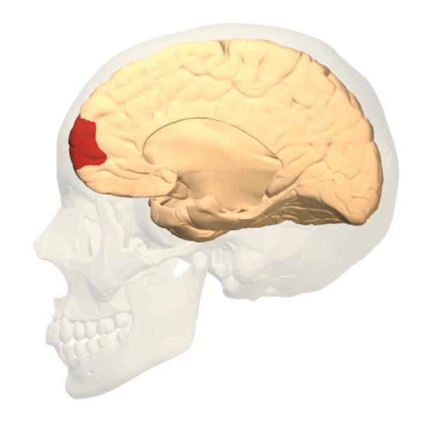 Posterior view of the prefrontal cortex