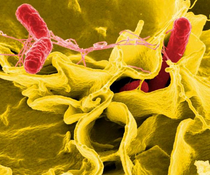 SEM depicts a number of red-colored Salmonella sp. bacteria invading a mustard-colored ruffled immune cell. From Public Health Image Library (PHIL). [4]