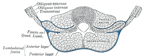 Diagram of a transverse section of the posterior abdominal wall, to show the disposition of the lumbodorsal fascia.