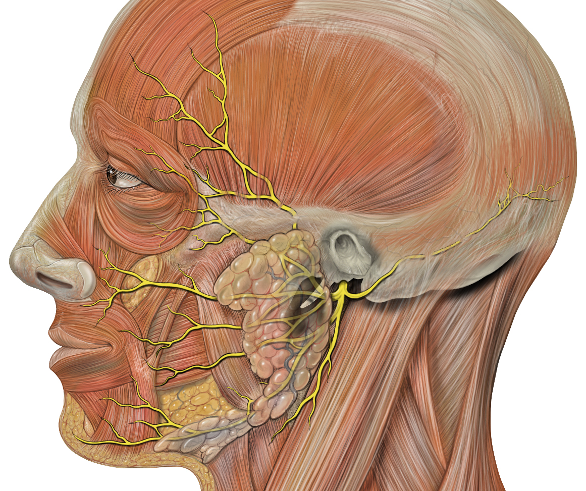 Facial nerve - wikidoc