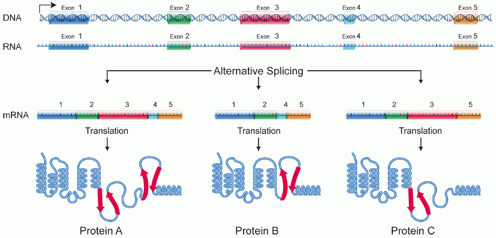 File:DNA alternative splicing.gif