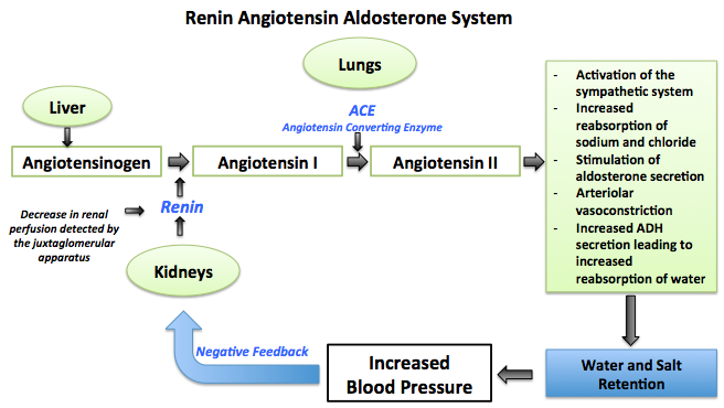 File:Renin Angiotensin Aldosterone System.png