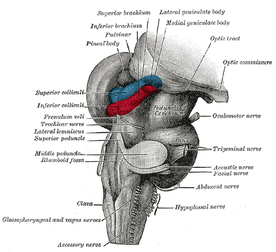 Hind- and mid-brains; postero-lateral view.