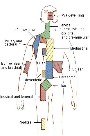 Deep inguinal lymph nodes - wikidoc
