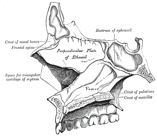 Medial wall of left nasal fossa.