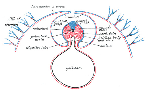 Diagram of a transverse section, showing the mode of formation of the amnion in the chick.