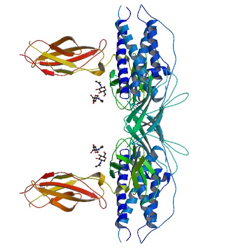 File:PBB Protein CSF3R image.jpg