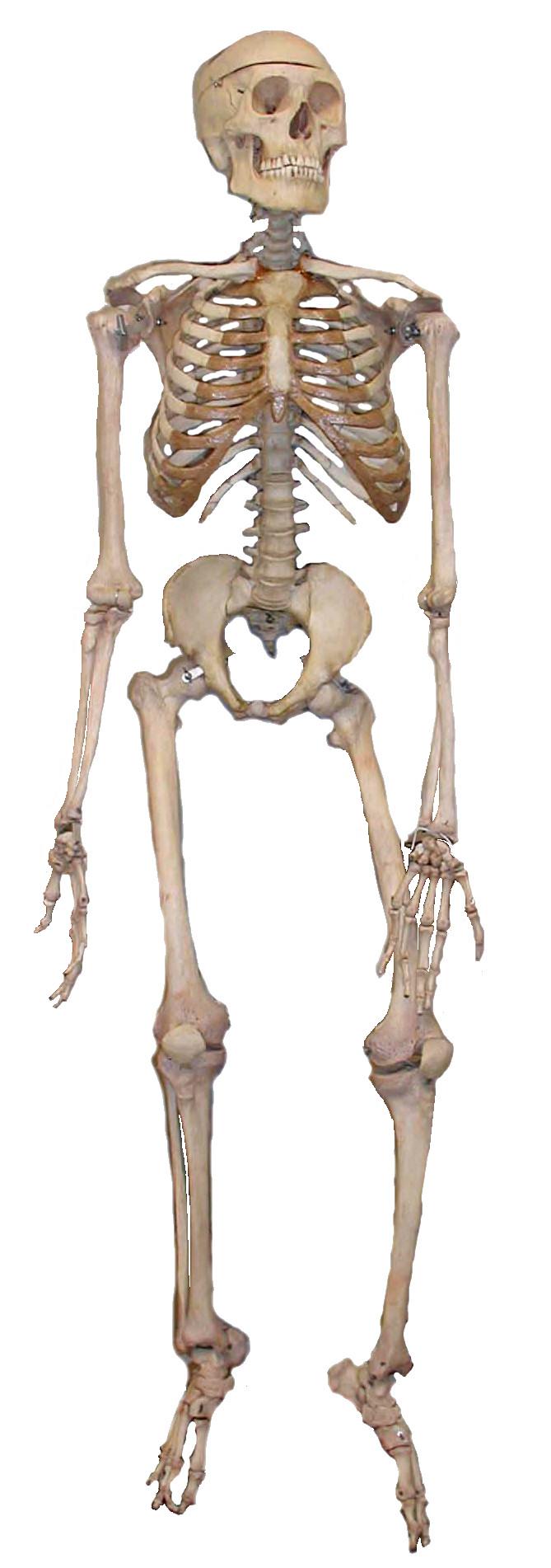 An articulated human skeleton, as used in biology education