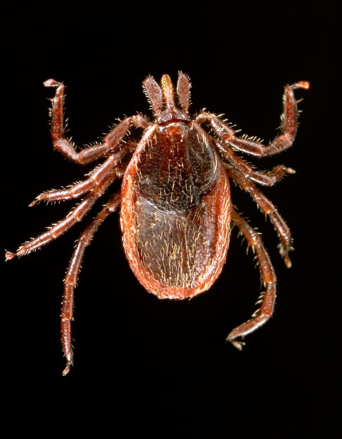 Dorsal view of an adult female western blacklegged tick, whichs transmit Borrelia burgdorferi (agent of Lyme disease). From Public Health Image Library (PHIL). [2]