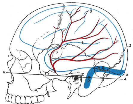 Relations of the brain and middle meningeal artery to the surface of the skull.