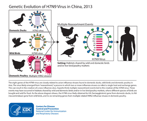 Genetic Evolution of H7N9 Virus in China Click on the image to expand. Image obtained from CDC [1]