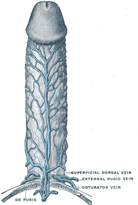 Superficial dorsal vein of the penis - wikidoc