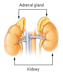 File:Illu adrenal gland.jpg