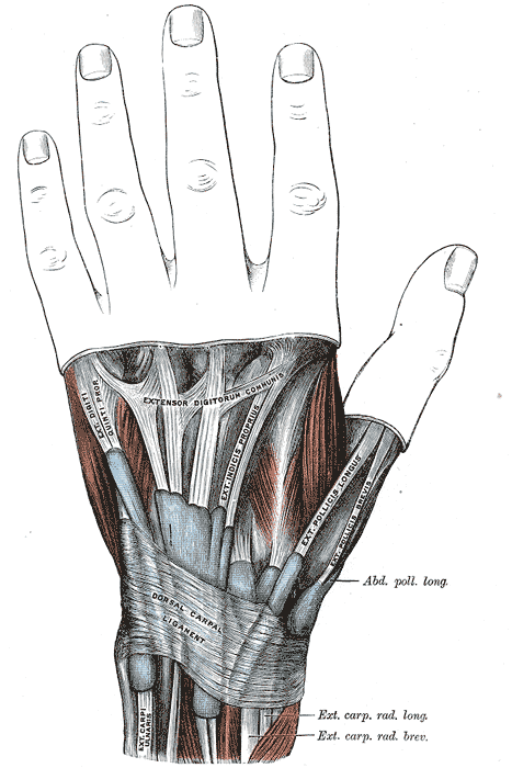 The mucous sheaths of the tendons on the back of the wrist.