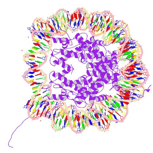 PBB Protein H2AFJ image.jpg