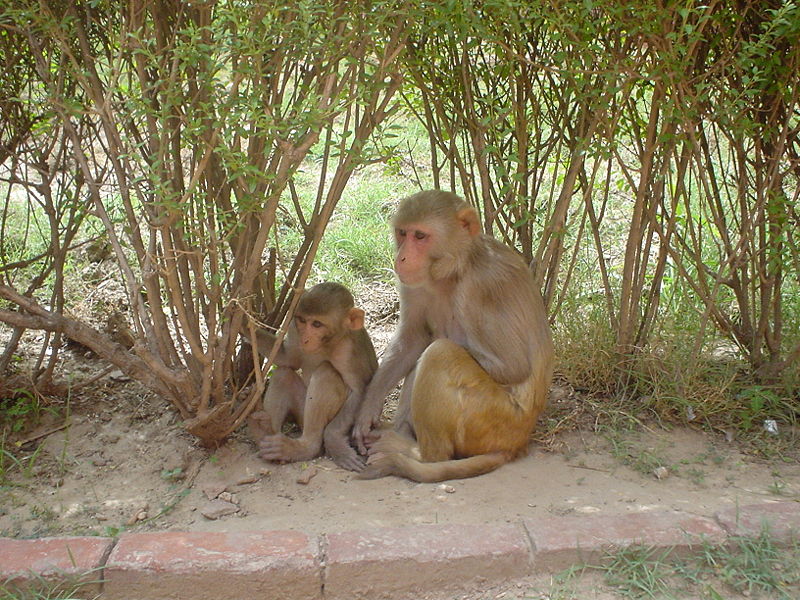 800px-Rhesus Macaques.jpg