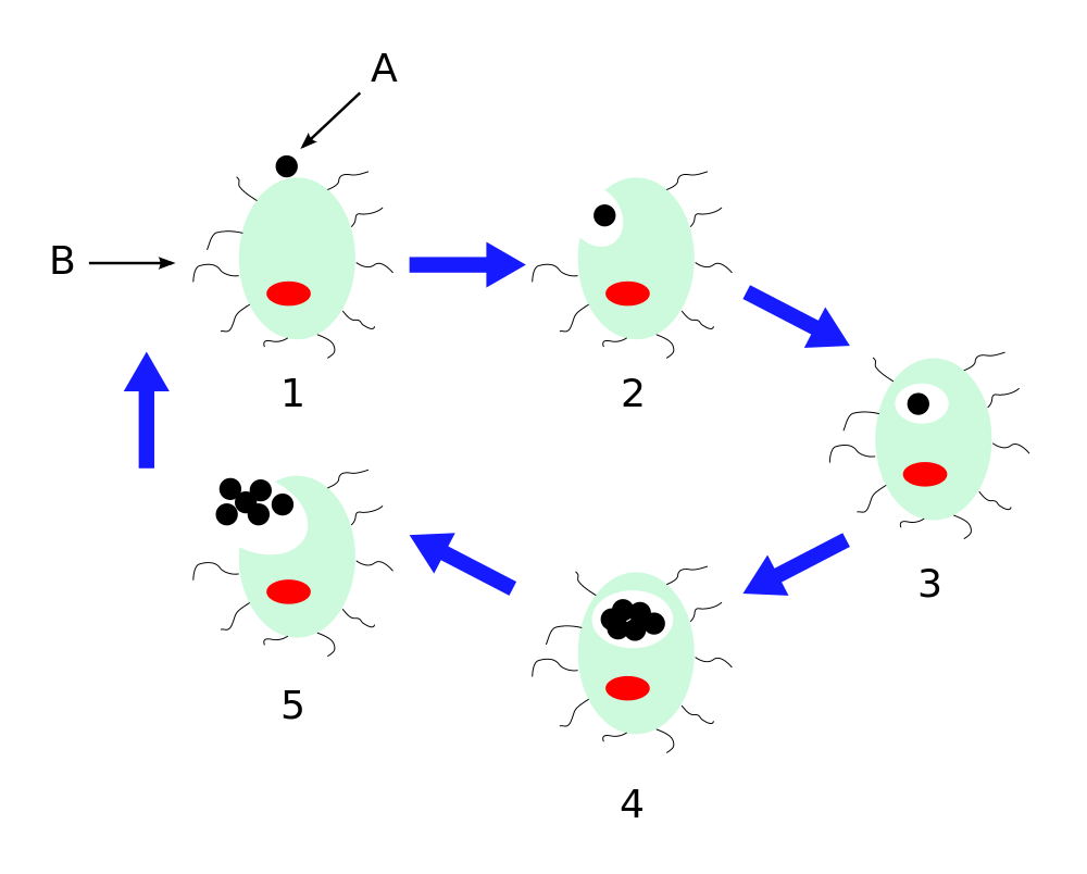 File:Chlamydophila pneumoniae life cycle.png