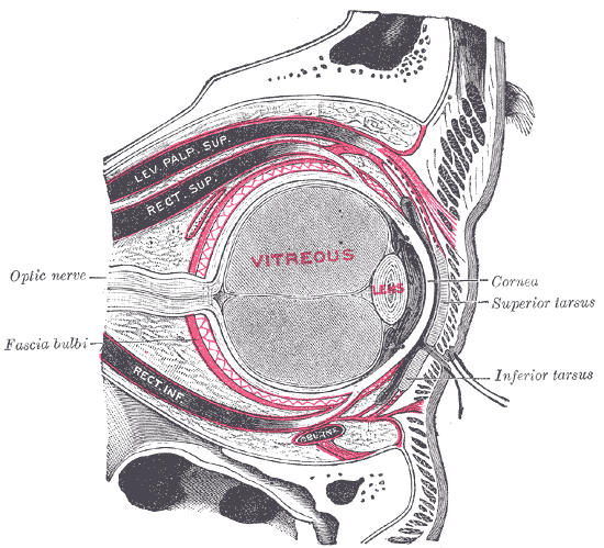 The right eye in sagittal section, showing the fascia bulbi (semidiagrammatic).