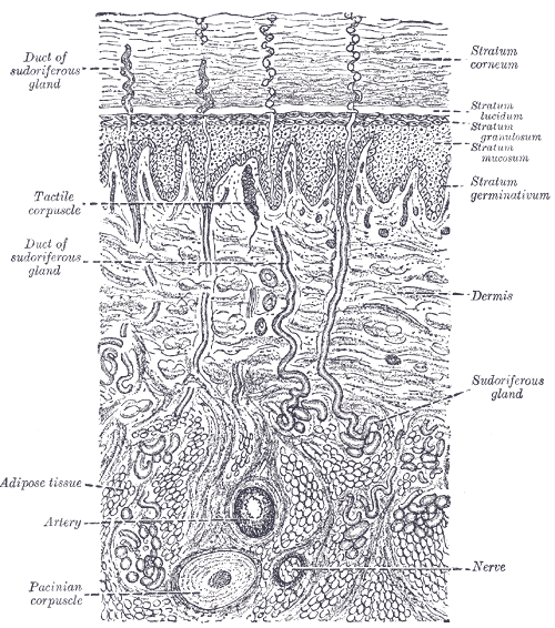 A diagrammatic sectional view of the skin (magnified).