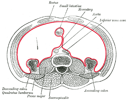 Horizontal disposition of the peritoneum in the lower part of the abdomen.