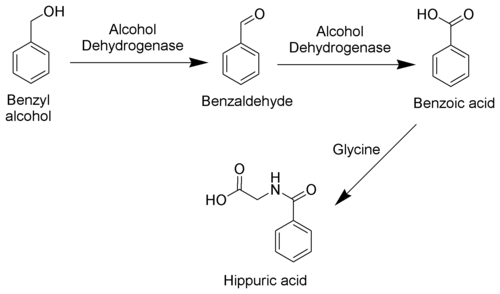 The metabolism of benzyl alcohol