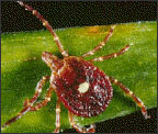 Lone star tick (Amblyomma americanum) Adapted from CDC
