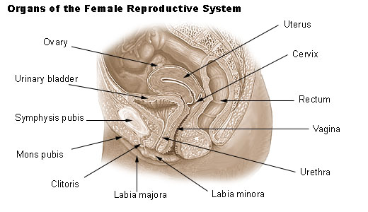 Organs of the female reproductive system.